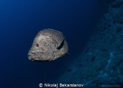Sailfin grouper by Nikolaj Bekarslanov 